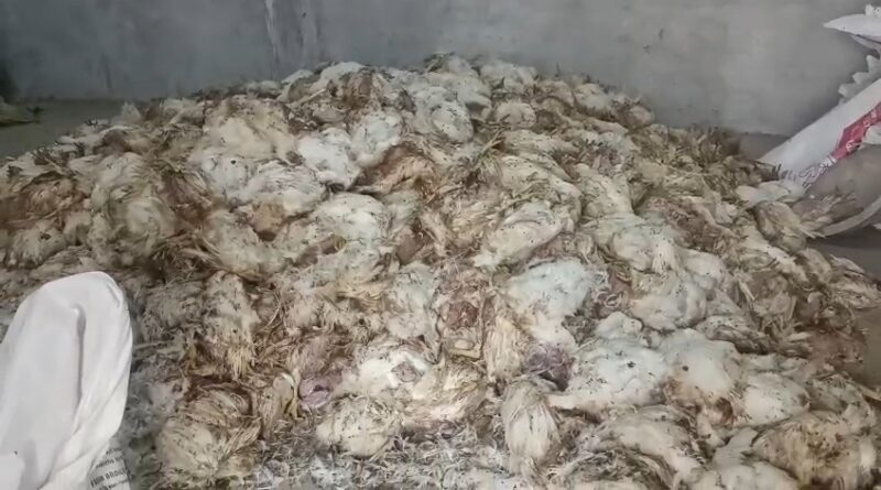 जनरेटर खराब होने से मुर्गी फार्म को 20 लाख का झटका, किसान ने कंपनी के खिलाफ दायर की शिकायत