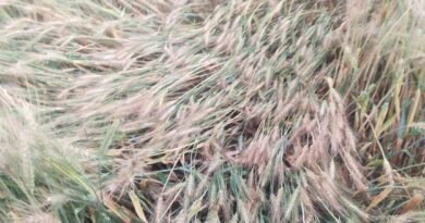 ओलावृष्टि से तबाह रबी फसल: किसानों ने मुआवजे की मांग को लेकर सौंपा ज्ञापन