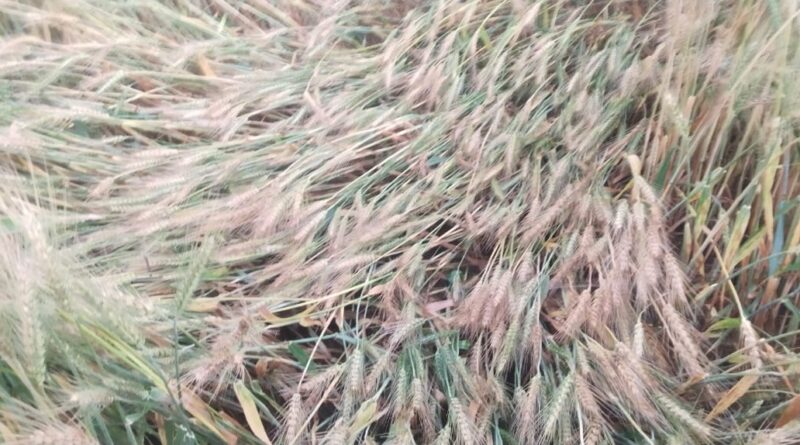 ओलावृष्टि से तबाह रबी फसल: किसानों ने मुआवजे की मांग को लेकर सौंपा ज्ञापन